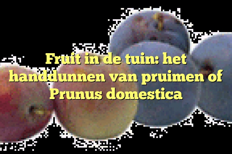 Fruit in de tuin: het handdunnen van pruimen of Prunus domestica